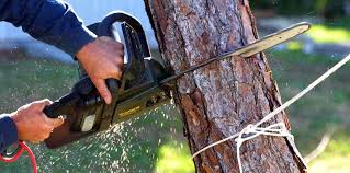 Best Tree Risk Assessment  in East Moriches, NY