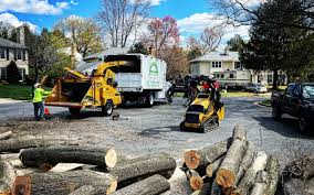 How Our Tree Care Process Works  in  East Moriches, NY