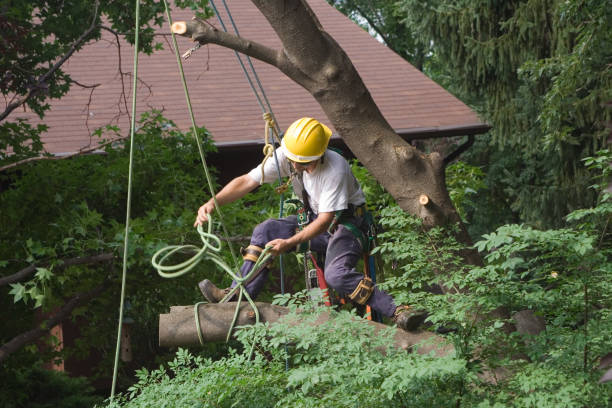 Best Weed Control  in East Moriches, NY