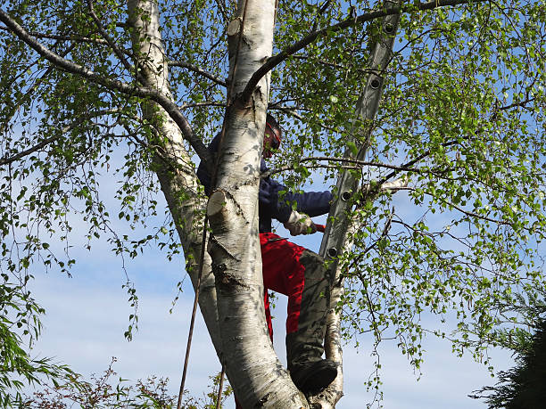 Leaf Removal in East Moriches, NY